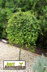 Salix caprea Pendula - Csüngő barkafűz (38)